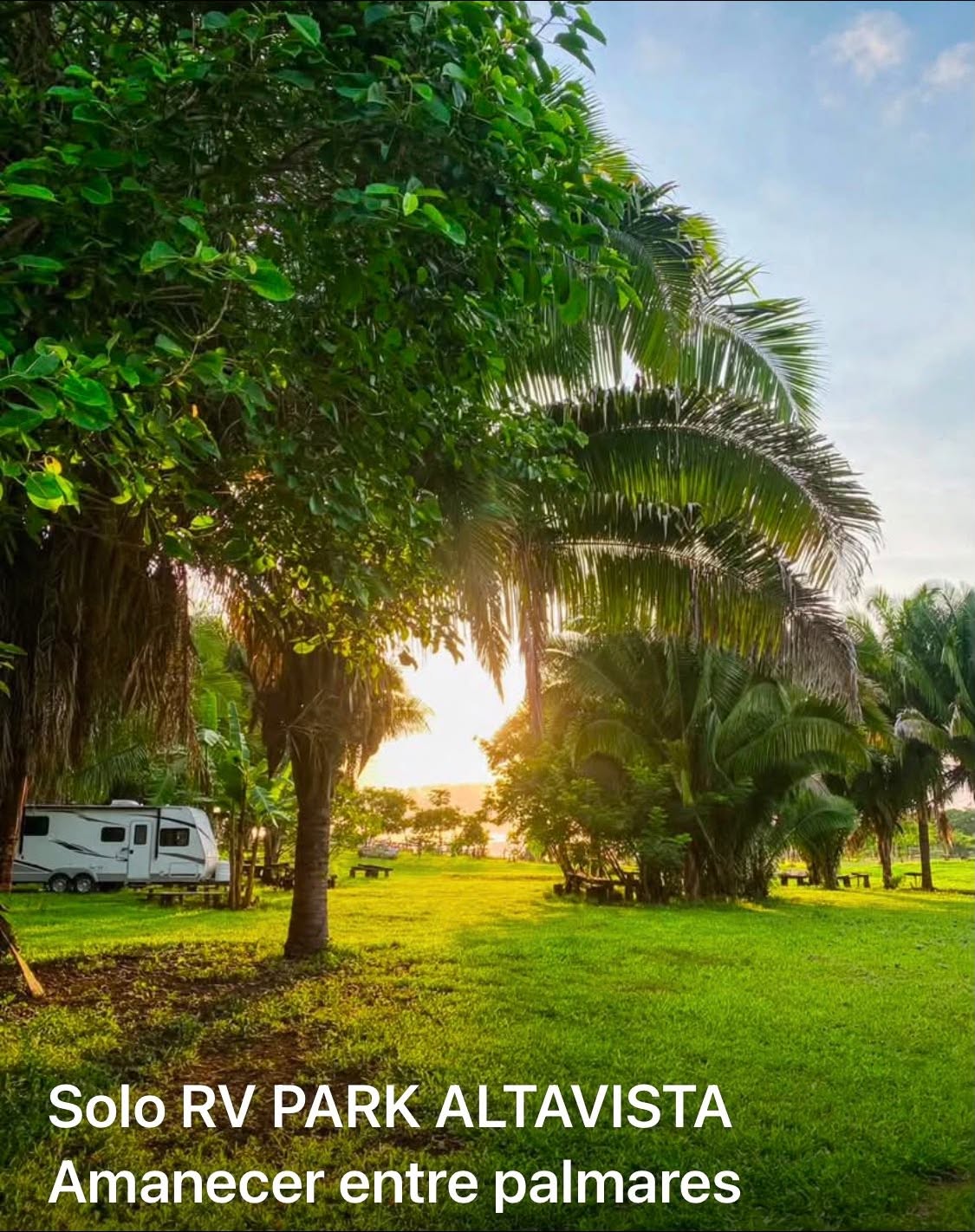 Amanecer entre palmares en el predio de Altavista