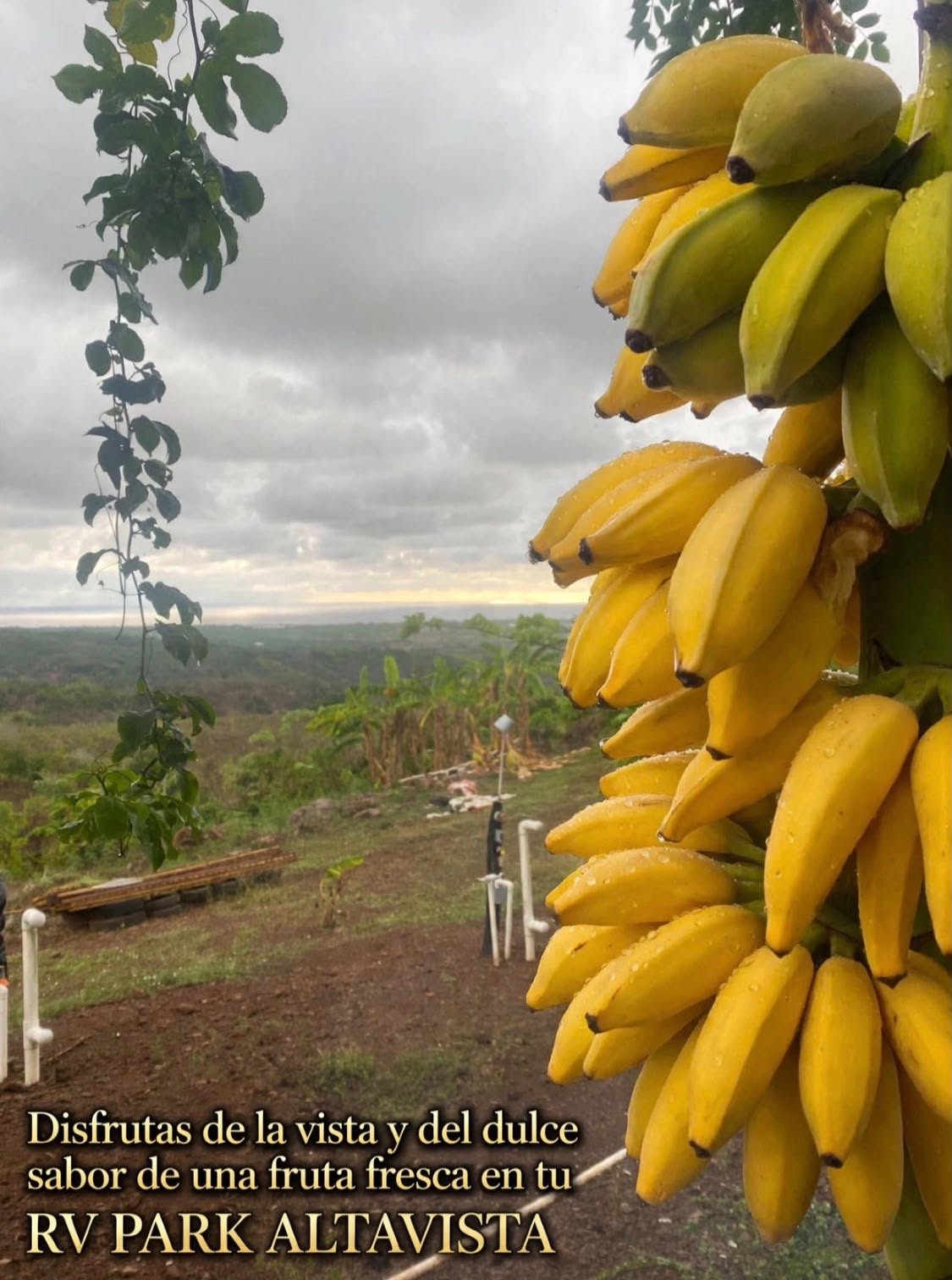 Racimo de plátanos cosechados en el predio, con la vista al valle de fondo