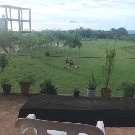 Vista desde una terraza del predio hacia el potrero y la selva